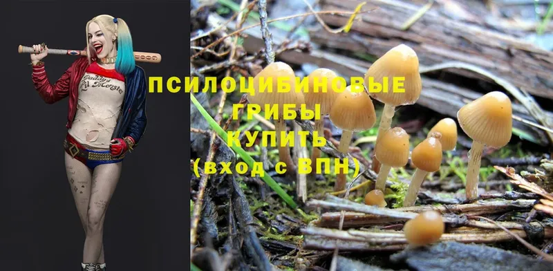 даркнет сайт  Арамиль  Галлюциногенные грибы Psilocybine cubensis 